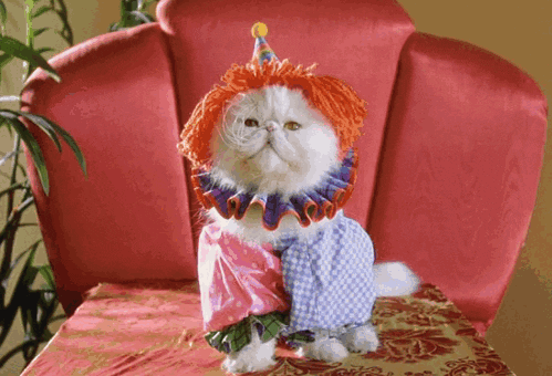 Fancy Cat gif Montage of a white fluffy cat in an array of zany outfits