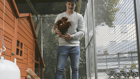 Farm boy holds/plays with chicken at student accom. Maybe chases it around the coop. Farm boy holds/plays with chicken at student accom. Maybe chases it around the coop.