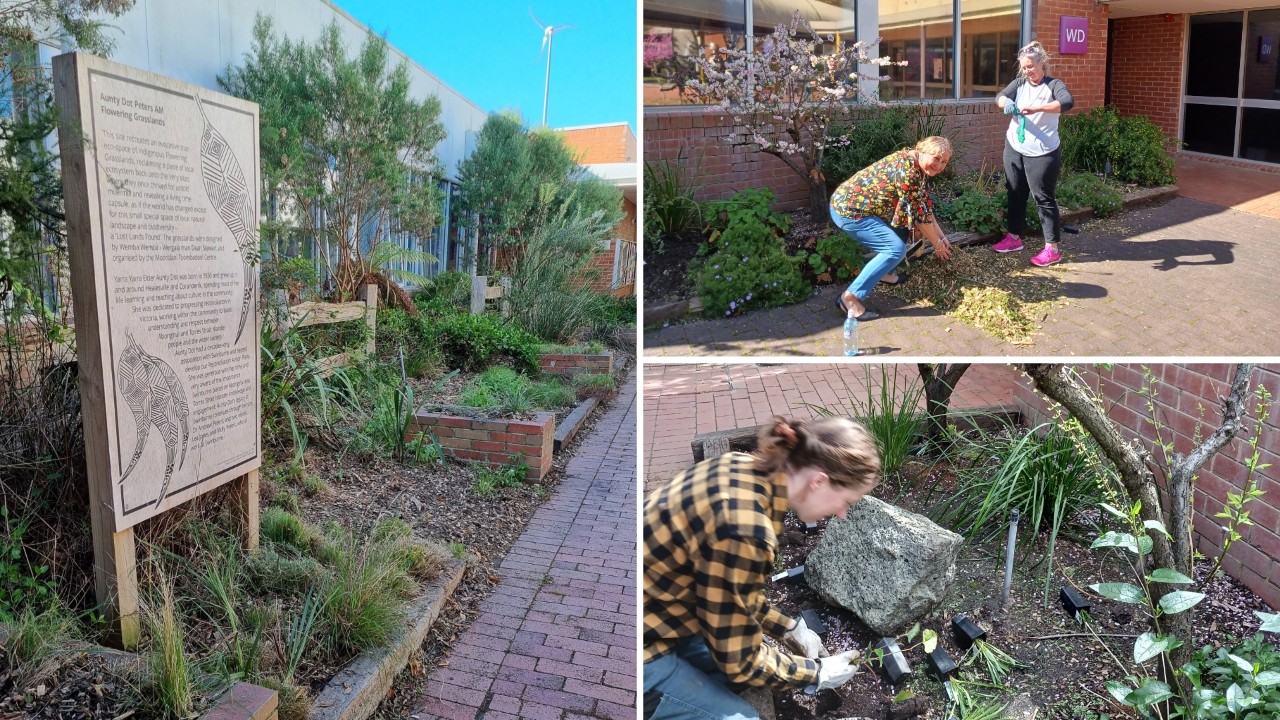 The Aunty Dot Peters AM Flowering Grasslands on Wantirna campus