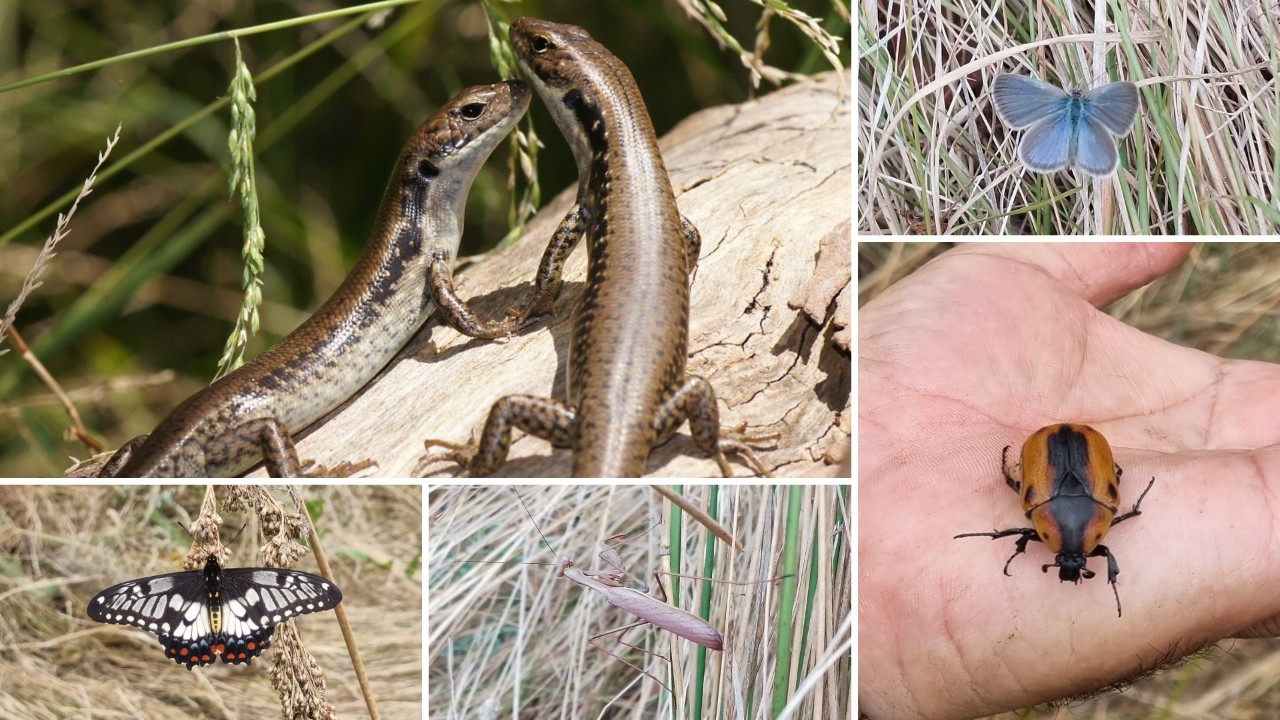 Wildlife visiting the Aunty Dot Peters AM Flowering Grasslands