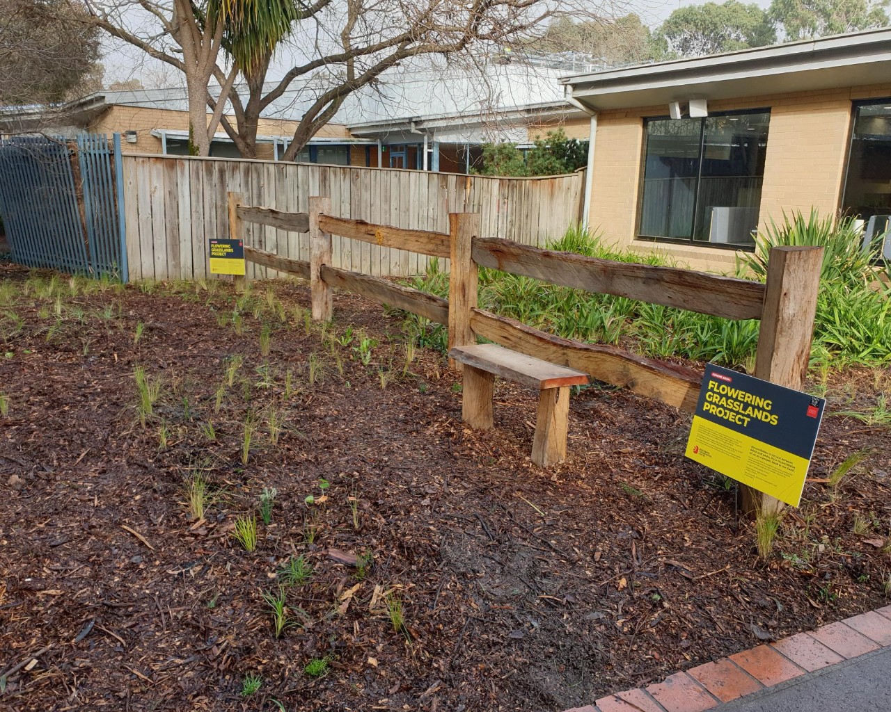 The early stage of Aunty Dot Peters Flowering Grassland on Croydon campus
