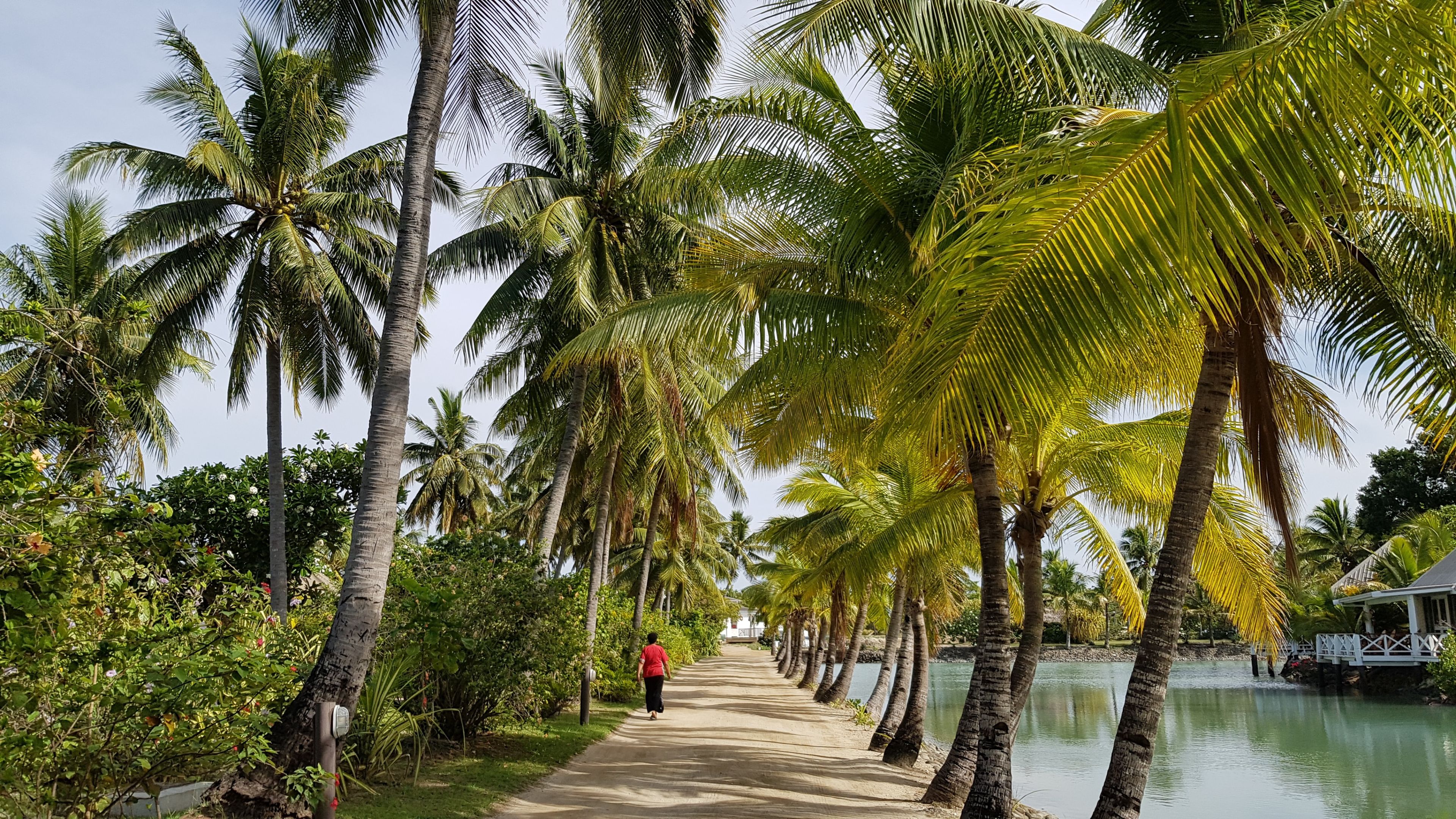 Image of palm trees and person walking in Fiji
