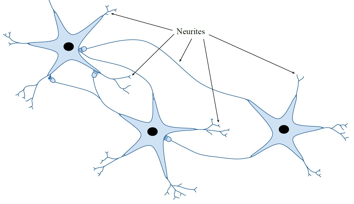Bacopa and cognitive training figure 3 A drawn diagram of scientific research featuring blue star-like figures connected by lines