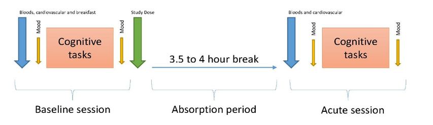 Overview of participant testing - Effects of an Omega-3 powder rich in docosahexaenoic acid (DHA) on cognitive and vascular function in healthy males - Centre for Human Psychopharmacology Overview of participant testing with three parts - baseline session, absorption period and acute session