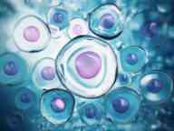 Cells under microscope