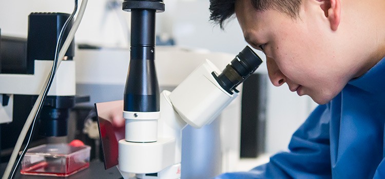 Observing the growth of cells under a microscope for biomedical research. Observing the growth of cells under a microscope for biomedical research.