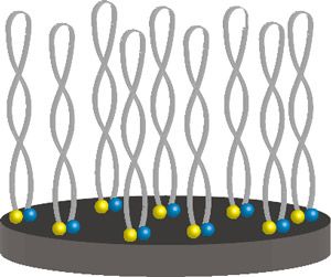 Research Impact Magazine - Clever Coating Diagram depicting how Lubricin or Proteoglycan may work in biomedical devices.