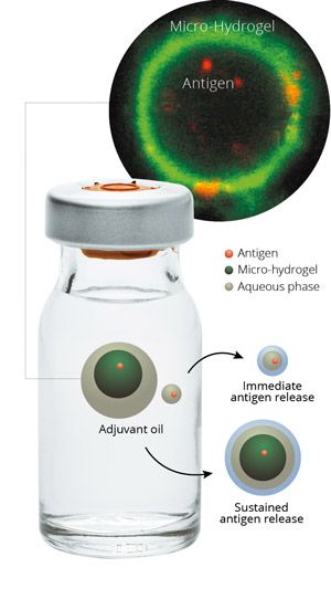 Research Impact Magazine - Vaccine Diagram conveying the differences between immediate antigen release and sustained antigen release in a vaccine